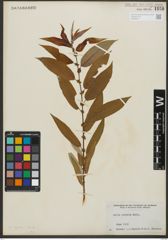 Foto von Salix rigida Muhl.